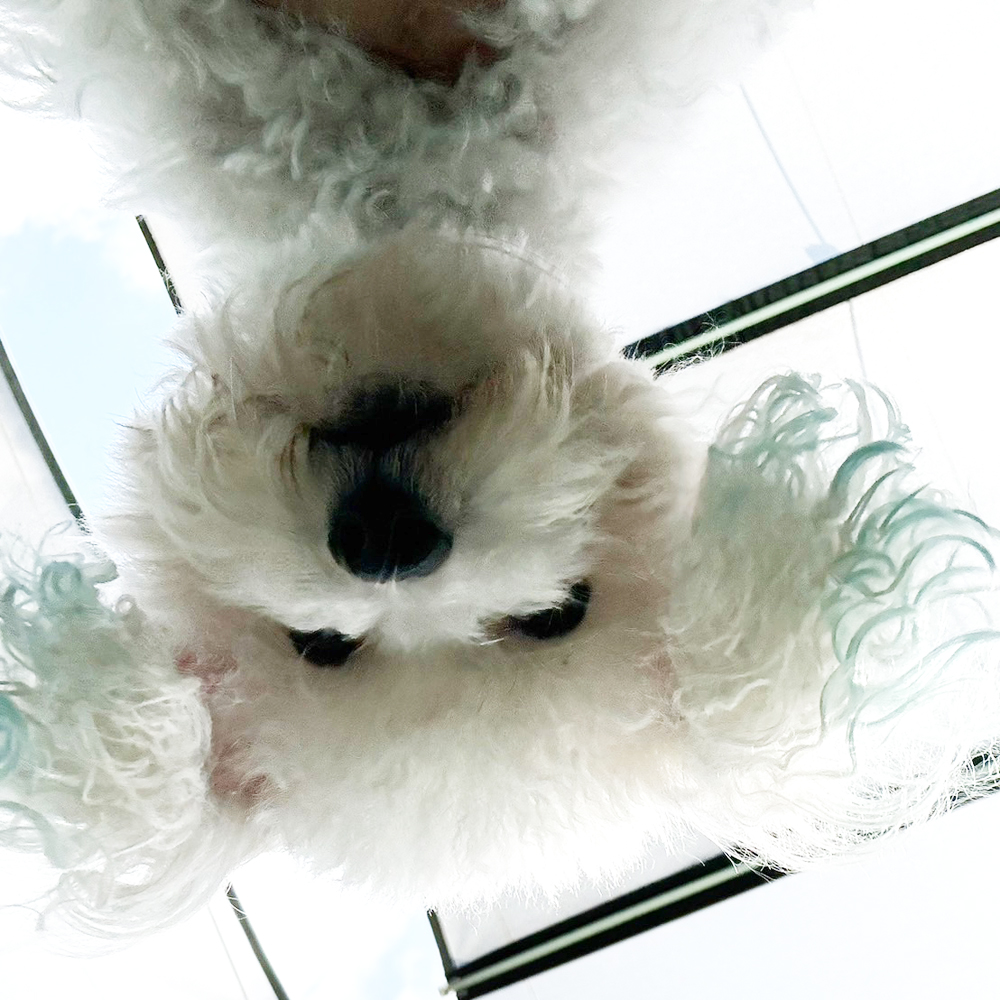 生徒が撮影したモデル犬写真②